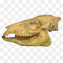 爬行动物颅骨-空若网 爬行动物颅骨-空若网
