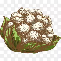 花椰菜绘制蔬菜插图.白花椰菜-空若网 花椰菜绘制蔬菜插图.白花椰菜-空若网