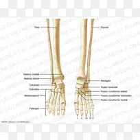 手指、骨骼、骨、脚、人体解剖-骨骼-空若网 手指、骨骼、骨、脚、人体解剖-骨骼-空若网