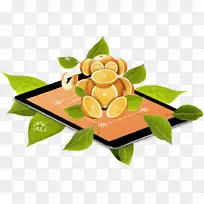 柑橘类水果科学-科学-空若网 柑橘类水果科学-科学-空若网