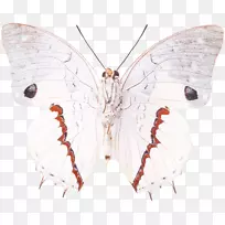 家蚕刷足蝴蝶蛾对称蝴蝶-空若网 家蚕刷足蝴蝶蛾对称蝴蝶-空若网