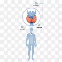 甲状腺疾病甲状腺功能减退内分泌系统-甲状腺-空若网 甲状腺疾病甲状腺功能减退内分泌系统-甲状腺-空若网