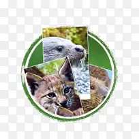 胡须猫鼻子动物野生动物猫-空若网 胡须猫鼻子动物野生动物猫-空若网