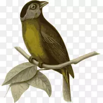 �������-��֦�ϵ���ȸ-������