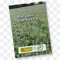 草本灌木薰衣草树-空若网 草本灌木薰衣草树-空若网