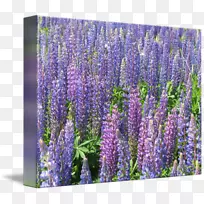 英国薰衣草-空若网 英国薰衣草-空若网
