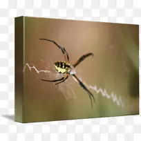 角形轮式织机蜘蛛昆虫金色丝珠织布虫咬蜘蛛-空若网 角形轮式织机蜘蛛昆虫金色丝珠织布虫咬蜘蛛-空若网