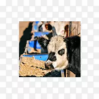 ��������ë����-�Ӳ��ﰣ������˹-������