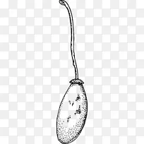 Baobabˮ��������-boabab-������