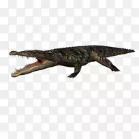 尼罗河鳄鱼动物博客-鳄鱼-空若网 尼罗河鳄鱼动物博客-鳄鱼-空若网