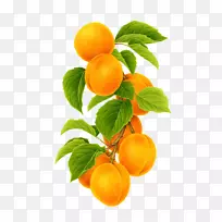 克莱门汀橘子杏果品手绘杏-空若网 克莱门汀橘子杏果品手绘杏-空若网