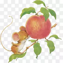 静物摄影桃子-空若网 静物摄影桃子-空若网