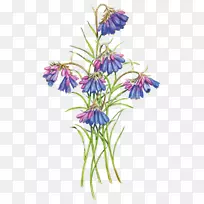 阿普安阿尔卑斯山扁豆草本植物-空若网 阿普安阿尔卑斯山扁豆草本植物-空若网