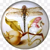 Zazzle昆虫绘图插图-昆虫-空若网 Zazzle昆虫绘图插图-昆虫-空若网