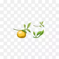 柠檬柚子橘子叶橙柚子叶材料-空若网 柠檬柚子橘子叶橙柚子叶材料-空若网