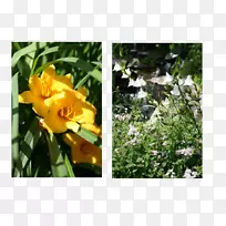 乔木,灌木,开花植物,野花树-空若网 乔木,灌木,开花植物,野花树-空若网