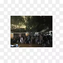 树现象-树-空若网 树现象-树-空若网