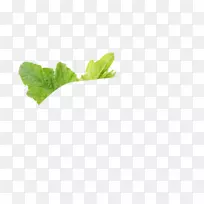 ��������Ҷ-������