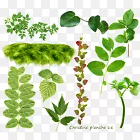 Ҷ����ֲ�ﾥ��-������