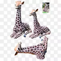 长颈鹿颈野生动物陆生动物长颈鹿-空若网 长颈鹿颈野生动物陆生动物长颈鹿-空若网