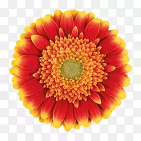 菊花切花菊科菊花-空若网 菊花切花菊科菊花-空若网