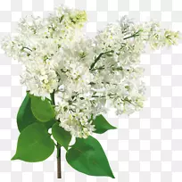 普通丁香-白色丁香-空若网 普通丁香-白色丁香-空若网