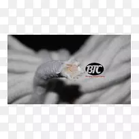 加州特写白色手指动物绳-空若网 加州特写白色手指动物绳-空若网