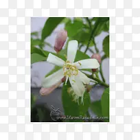 ���ȧ��ѧէߧڧ��amamondin auglis-��-������