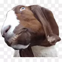 山羊魔鬼象征繁殖山羊鼻子-空若网 山羊魔鬼象征繁殖山羊鼻子-空若网