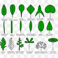 Ҷֲ�ﾥ��ˮ��ֲ��Ҷ-������