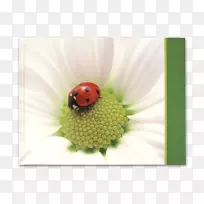 ��Ů��-������