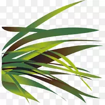 芦荟-空若网 芦荟-空若网