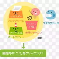 适应性免疫系统免疫天然免疫系统健康-空若网 适应性免疫系统免疫天然免疫系统健康-空若网