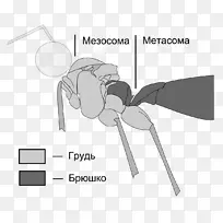 昆虫蜜蜂蚂蚁蚜虫-空若网 昆虫蜜蜂蚂蚁蚜虫-空若网
