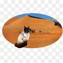 胡须猫鼻子猫-空若网 胡须猫鼻子猫-空若网