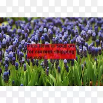 Ó¢¹úÞ¹ÒÂ²ÝÆÏÌÑ·çÐÅ×ÓÁÛ¾¥Ö²Îï-¿ÕÈôÍø Ó¢¹úÞ¹ÒÂ²ÝÆÏÌÑ·çÐÅ×ÓÁÛ¾¥Ö²Îï-¿ÕÈôÍø