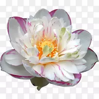 仙人掌莲花埃及莲花水生植物-童话中的魔法花-空若网 仙人掌莲花埃及莲花水生植物-童话中的魔法花-空若网