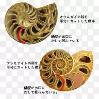 古生代棘尾蛇化石-空若网 古生代棘尾蛇化石-空若网