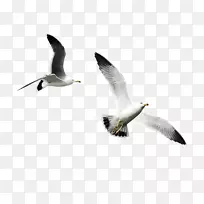 Android屏幕截图iPhone噬菌体-Android-空若网 Android屏幕截图iPhone噬菌体-Android-空若网