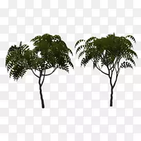 ���ƿ�Ҷ����֦Ҷ-������