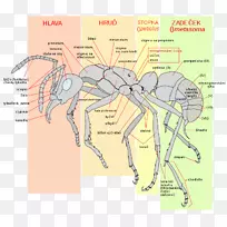 蚂蚁化生胸膜腺-空若网 蚂蚁化生胸膜腺-空若网