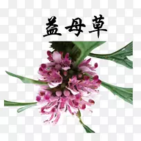 植物药材-空若网 植物药材-空若网