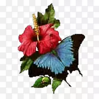 尤利西斯蝴蝶昆虫燕尾蝶-奥利瓦-空若网 尤利西斯蝴蝶昆虫燕尾蝶-奥利瓦-空若网