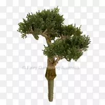 盆景花盆植物、绿化进口.植物-空若网 盆景花盆植物、绿化进口.植物-空若网