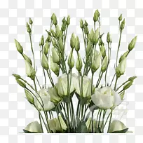 ��������л�����ֲ�ﾥ����-������