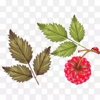 红色覆盆子叶果.带叶的新鲜覆盆子-空若网 红色覆盆子叶果.带叶的新鲜覆盆子-空若网