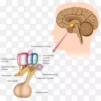 垂体内分泌系统垂体前叶-空若网 垂体内分泌系统垂体前叶-空若网
