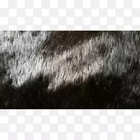 毛皮白鼻子黑色m-shag-空若网 毛皮白鼻子黑色m-shag-空若网