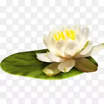 水百合插花艺术-花-空若网 水百合插花艺术-花-空若网