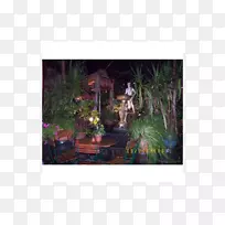 树室内植物-树-空若网 树室内植物-树-空若网